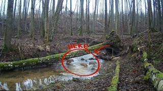 I Found the Secret Crossing Point in the Forest!