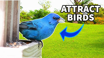 How to ATTRACT birds to YOUR yard!