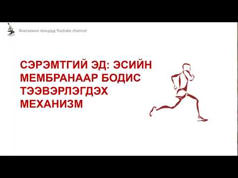 Видео: Эсийн мембраныг юу бүрдүүлдэг вэ?