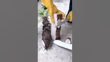 The process of peeling taro using a knife #theprocess #peeling #taro #shorts