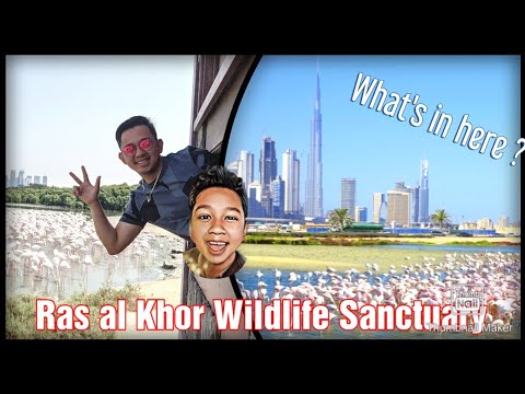 Flamingos in Dubai ? | Ras al Khor Wildlife Sanctuary | Travel Vlog #5 | PiPOY VlogZ