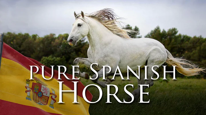 Pure Spanish Horse - DayDayNews