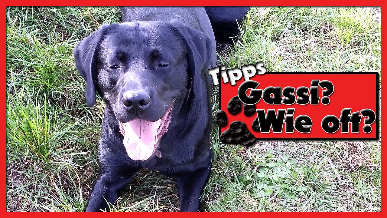 Wie viel Zeit benötigt ein Hund Wie oft Gassi gehen DogTeam TV