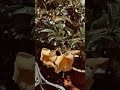 #trending #trendingshorts #flowers #flowergarden #beautiful #ai #aishorts #aivideo