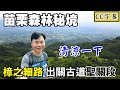 (CC字幕)【夏日涼爽步道 | 樟之細路出關古道聖關段】漫步在清幽涼爽的山林中，欣賞雲霧縹緲的美景，林相豐富，登小百岳關刀山！ | 大湖景點、三義景點、苗栗景點