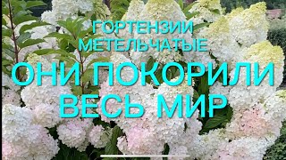 ТОП - 3  самых лучших гортензий метельчатых. Эти сорта покорили весь мир. 🌺🌿🌺