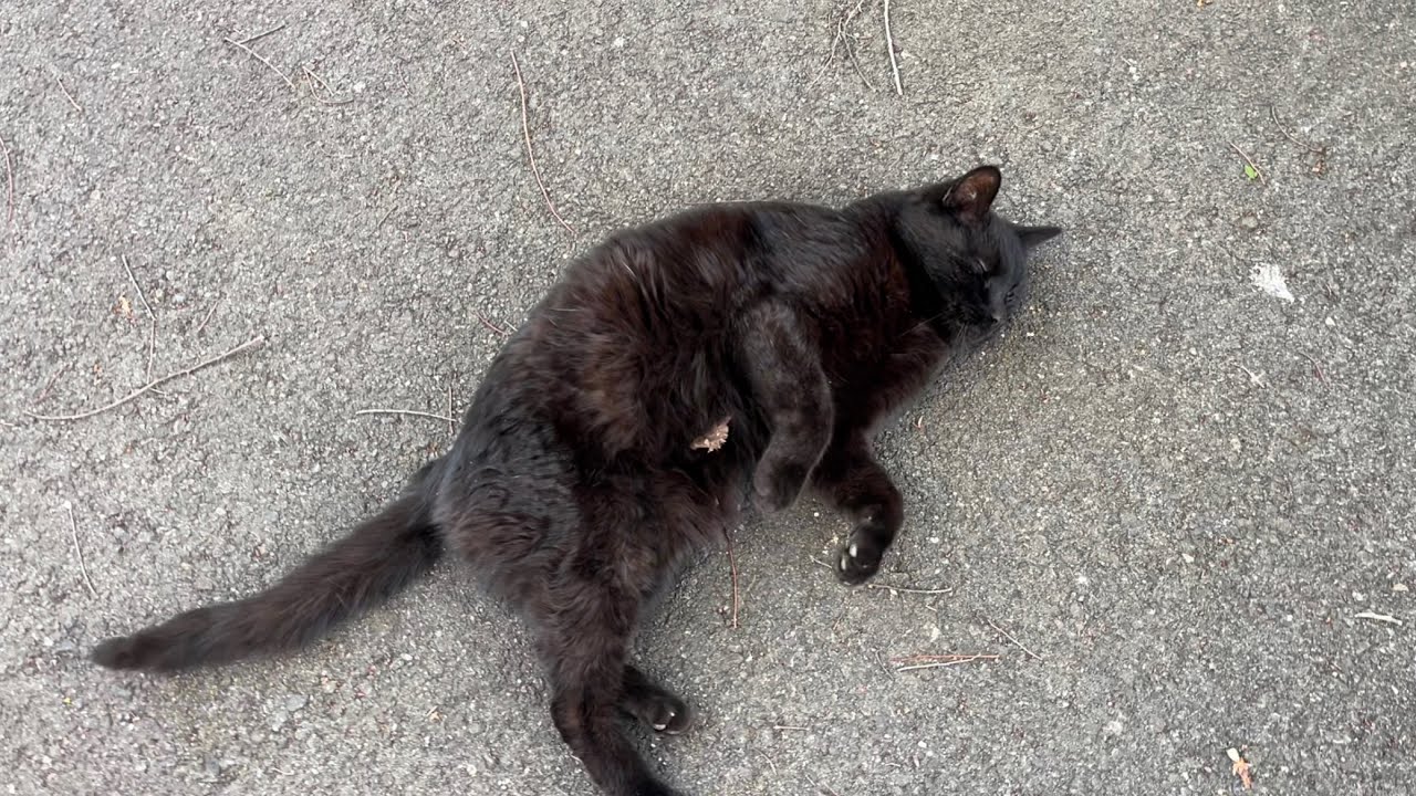 くろねこちゃん blackcat 2026年4月22日 12:00 - YouTube