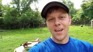 goat feeding tips how often to give grain