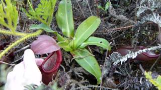 CP Video Series Episode 25 - Nepenthes sanguinea (Genting Highlands)