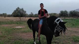حصان أدهم للبيع ربي يبارك (بلعباس) الجزائر 18سبتمبر 2022