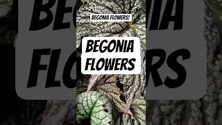 Begonia Plant Flowers Tropical Style Plant Still going strong #plants #garden #shorts
