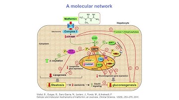 Integrative modeling of biomolecular assembly structures and pathways | Prof. Andrej Sali