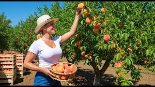 Nectarine Farming - Harvesting & Canned Nectarine Prosessed in Factory🍑| Agriculture Technology