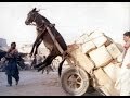 Very Funny Videos 2015: Stupid Moments Compilation