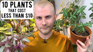 10 Houseplants That Cost Less Than $10