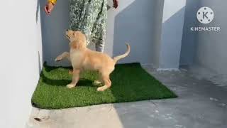 Top quality Golden retriever Double Bone puppy for sale in Telugu||8179231142||