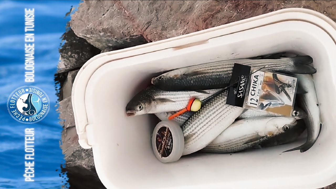 Pêche en mer en Tunisie صيد البوري