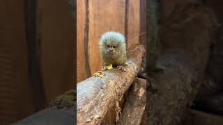 🤯pigni marmoset smallest monkey in the world 🌎#telugu #ytshorts #monkey #forest