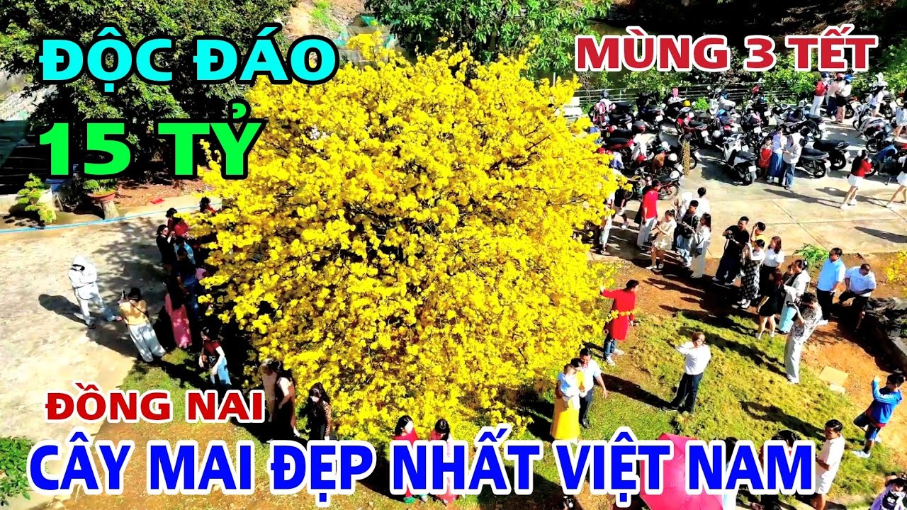 ĐỘC ĐÁO Cây Mai 15 Tỷ  Tại Tân Phú ĐỒNG NAI ĐẸP NHẤT VIỆT NAM .