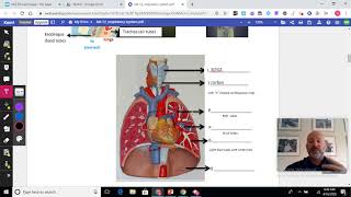 Lab 12: Respiratory System