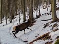 Zhody , Zrzuty 2021 , Palchi di cervo , shed hunting