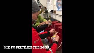 Goldstream egg take   SD 480p