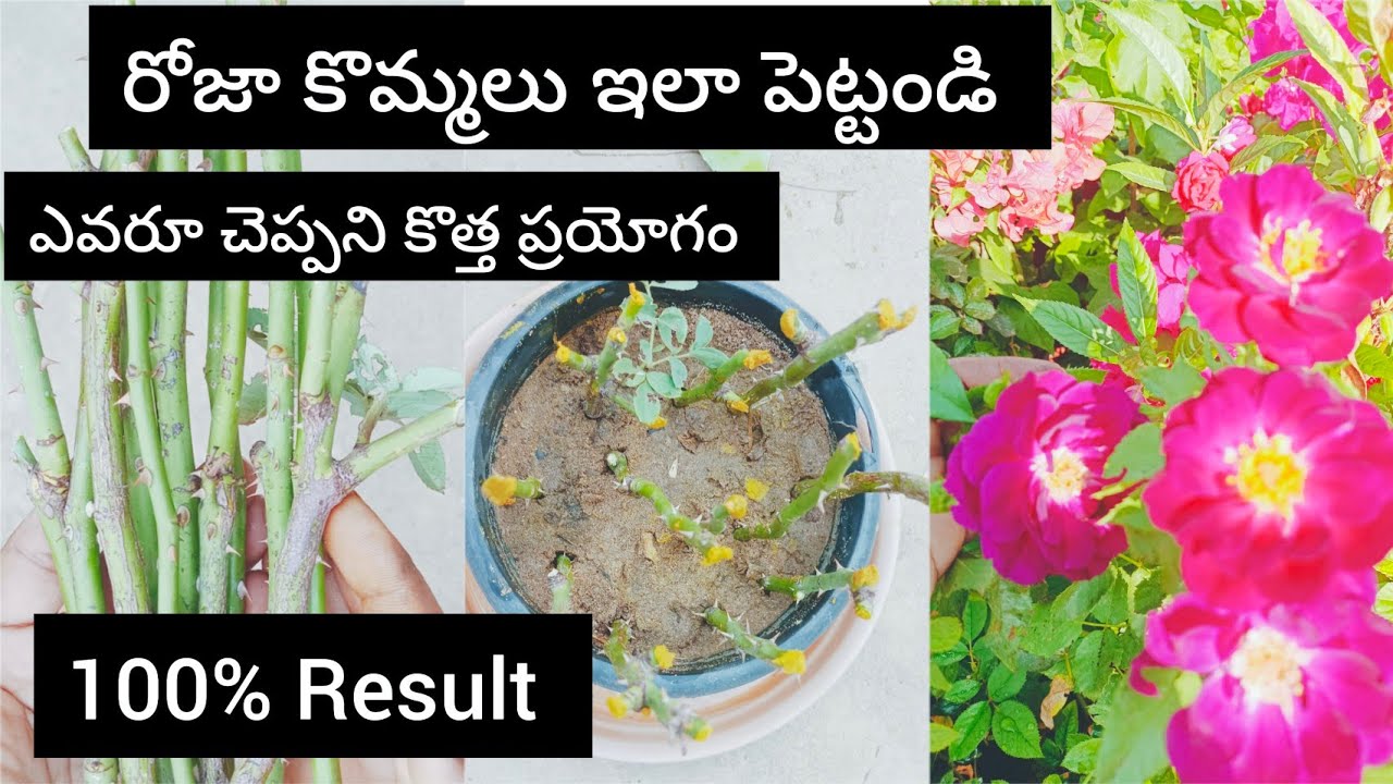 How to grow Rose plant from cuttings Grow rose from steam cuttings In