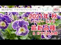 2021年秋･パンジー ビオラ最新品種【園芸専門店アカツカFFCパビリオン】