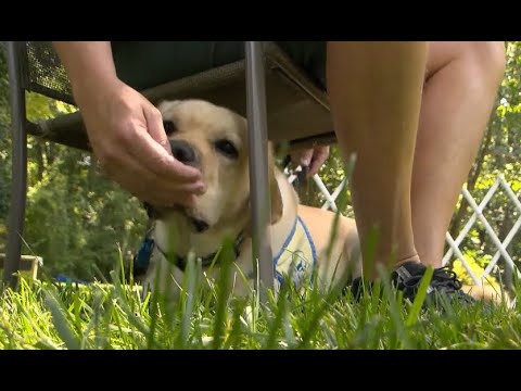 Video: Canine Companions har brug for frivillige til at hæve servicehunde