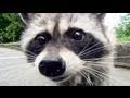 Raccoon in Stanley Park - Vancouver [HD]