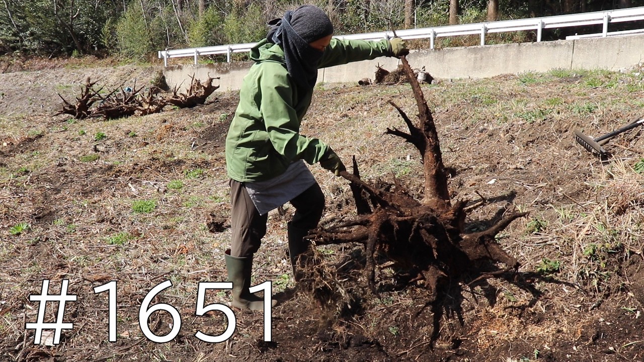 青竹テコなら杉の根っこもモリッと伐根！法面の伐根作業も三分の二は完了か？！