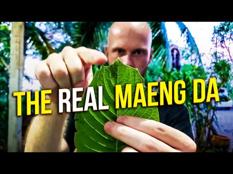 Kratom Distribution Center Bangkok: farmer claims he has real Maeng Da kratom