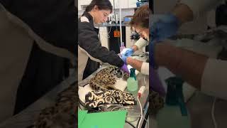 Olivia is LIVE in our hospital for ALC Apollo’s intake exam 😸 || The Wildcat Sanctuary by The Wildcat Sanctuary 236 views 2 weeks ago 12 minutes, 14 seconds