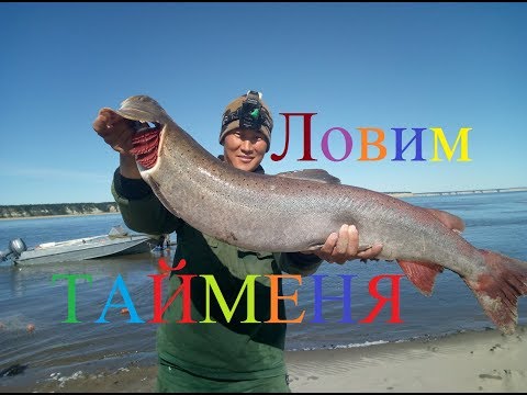 Ловим тайменя, осетра и налима! Рыбалка в Якутии! Yakutia