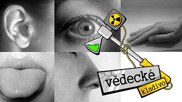 Jak převládá krev člověka?