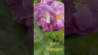 Rose Border Avila. Rose Blue Paradise #shorts #roses #garden #forest #blue rose #blue