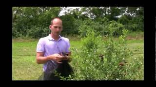 How to Net a Dwarf Cherry Tree: Protect Your Carmine Jewel from Birds