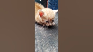 suara kucing-anak kucing meong meong dijalanan #shorts #kucing #kucinglucu #suarakucing