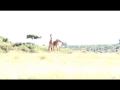 Male giraffes necking