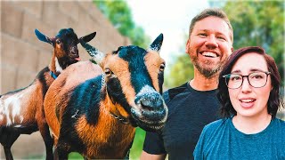 Breeding season has BEGUN...and it's hilarious! 😂 (miniature goat farm)