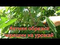 Летняя обрезка черешни на повышение урожая