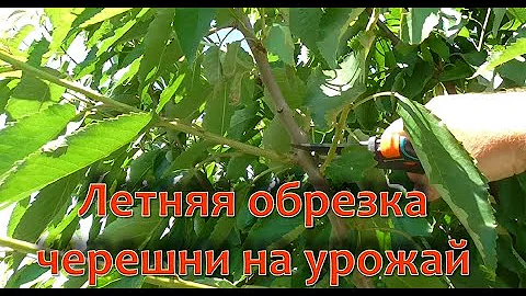 Летняя обрезка черешни на повышение урожая