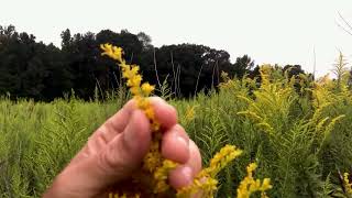 Woohoo! It’s Gold #beekeeping  #honey  #flowers by Richard Scott 112 views 8 months ago 3 minutes, 46 seconds