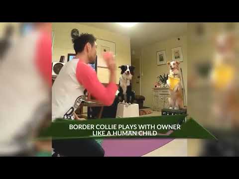 good dog .smart dog video dog play with woman