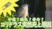 熱帯魚 コリドラスが水面に勢いよくダッシュする理由 空気を取り込み腸管呼吸 Youtube