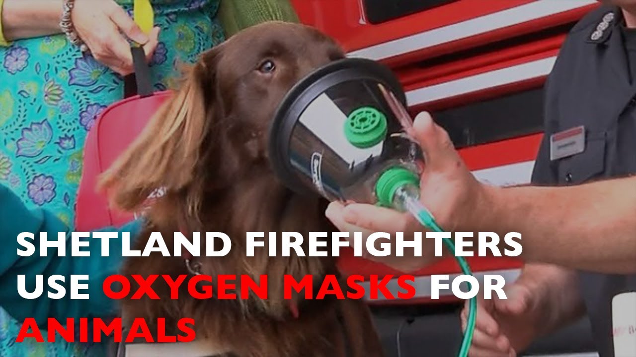 🔴 Shetland firefighters use oxygen masks for animals | News Today - YouTube