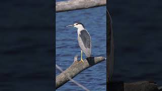 North American Black-crowned Night Heron stands on a fallen tree that was felled by Beavers