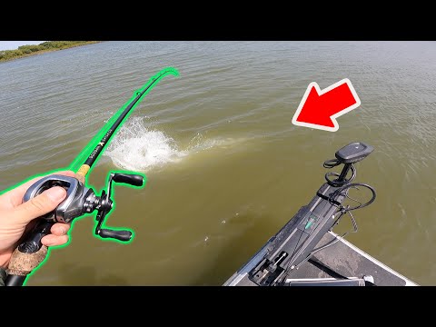 Giant Fish Takes off with My Swimbait