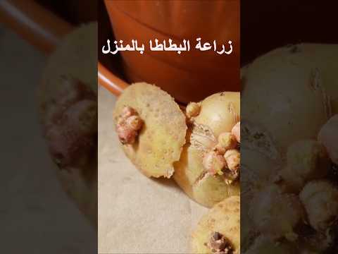 زراعة البطاطا بالمنزل زراعة زريعة    معلومات زراعية نباتات  نبتة