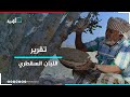 اللبان السقطري سلعة مقدسة منذ آلاف السنين